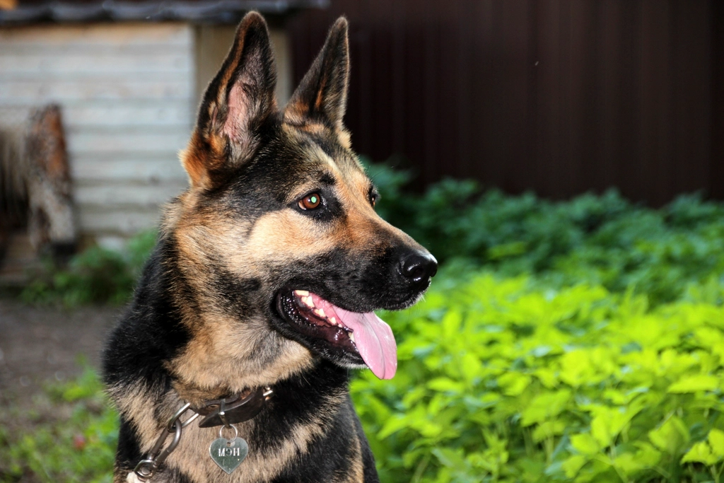 German Shepherd security dog